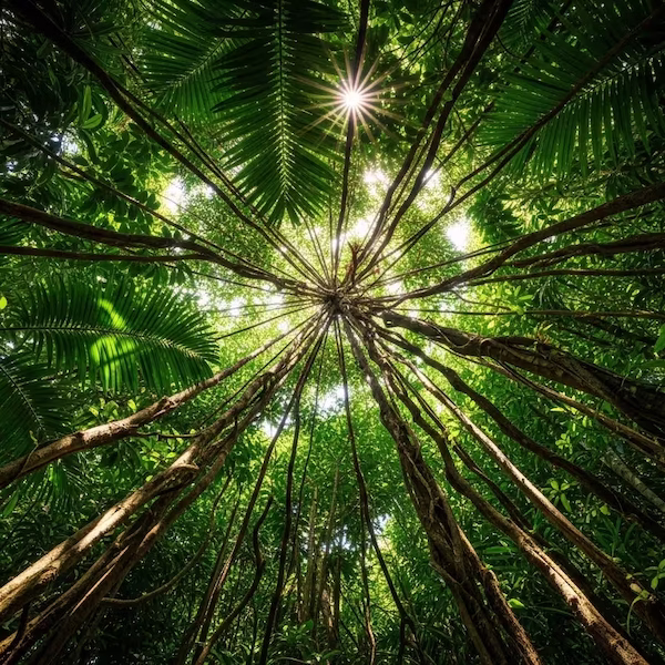 Jungle Canopy
